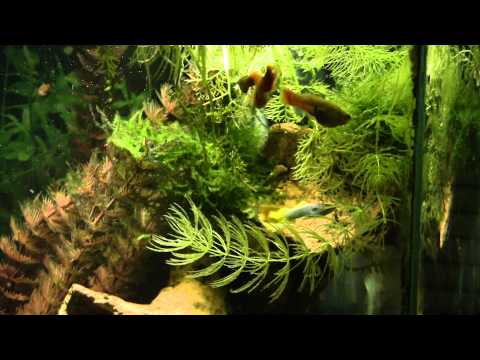 Jim's Fish Room: Office hex tank 11/15/2014 update
