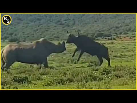 The Most Brutal Headbutt in the Animal Kingdom!