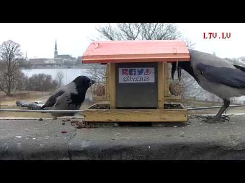 Vārna nozog tauku bumbas no LTV putnu barotavas