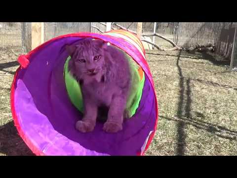Max Canada Lynx and Play Tunnel