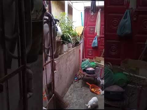 @jameer95 Cat funny moment at Balcony 😻🐯