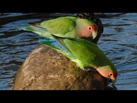 Heartwarming Lovebird Behavior | The Ultimate Guide to Their Friendly Nature |Affectionate Behavior
