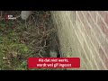 Utrecht heeft een nieuw plan tegen ratten in de stad [RTV Utrecht]