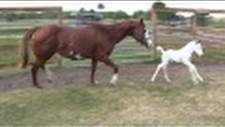 "Coconut"- Beautiful Rare WAR HORSE Medicine Cap Filly - first day outside!