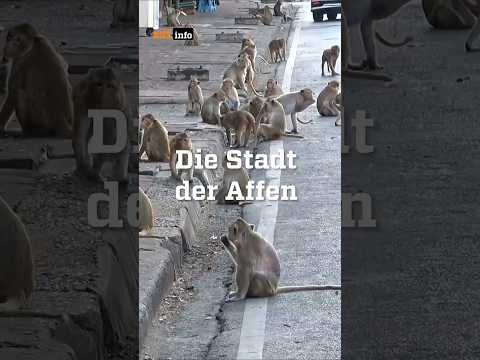 Video Thumbnail: Thailands Affenstadt: Wo Affen das Sagen haben #zdfinfo #affen #thailand