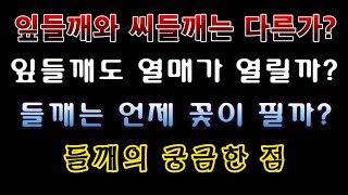 [텃밭농부. 1,229]  잎들깨랑  씨들깨는 다른가? 들깨 꽃 피는 시기. #들깨재배 #잎들깨 #씨들깨