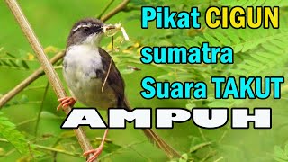 Download lagu Pikat ciblek gunung paling ampuh suara takut burung liar langsung ngumpul. mp3 Download lagu Pikat ciblek gunung paling ampuh suara takut burung liar langsung ngumpul. mp3