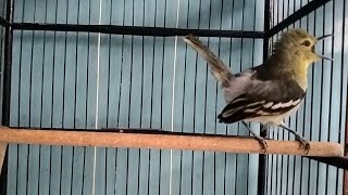 Download lagu cukup hitungan detik,sirtu/cipoh manapun pasti langsung Emosi dengar teriakan sirtu gacor ini. mp3