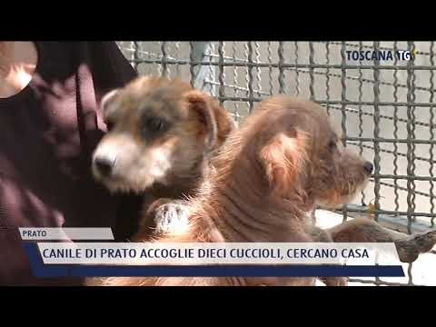 2021-08-14 PRATO - CANILE DI PRATO ACCOGLIE DIECI CUCCIOLI, CERCANO CASA
