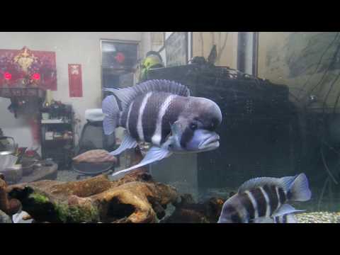 六間魚