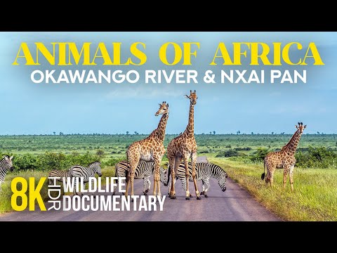 8K HDR Amazing African Wildlife - Episode 5 | Incredible Animal Life of Okavango Delta & Nxai Pan