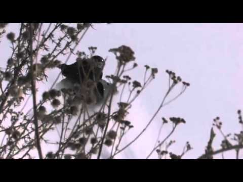 black bear b12   snowmobile edit 640x360