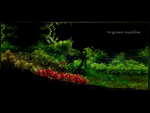 Huge Aquascape Tutorial Step by Step- Spontaneity by James Findley for The Green Machine