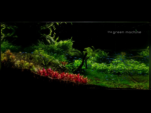 Huge Aquascape Tutorial Step by Step- Spontaneity by James Findley for The Green Machine