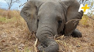 Poaching Hits Mozambique Elephants Hard