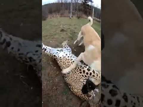 Leopard Jumped Out of the Chicken Coop and Attacked a Man — Kangal Dog Saved the Owner! Real Footage