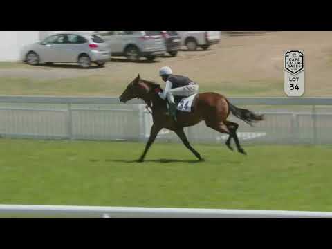 Lot 34 - GIMMETHEGREENLIGHT (AUS) - PRINCESS MILO