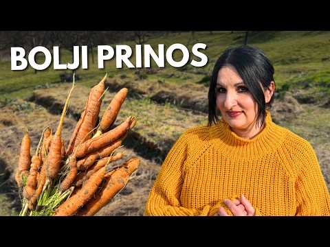 Special Way to Sow Carrots for Bigger Yields