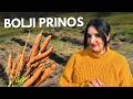 Special Way To Sow Carrots For Bigger Yields