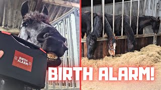 Birth Alarm! Of course we need that! Thanks for the Super Thanks!! | Friesian Horses