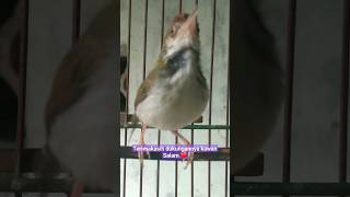 Download lagu prenjak lumut jantan gacor 22 #shortsfeed mp3