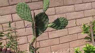 GARDEN TOUR: Brother's Backyard Orchard & Garden