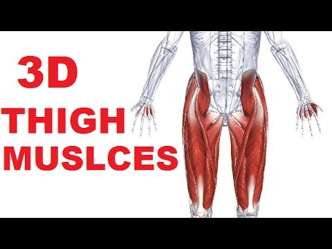 Muscles of the Thigh Part 3 - Medial Compartment/Adductors Anatomy