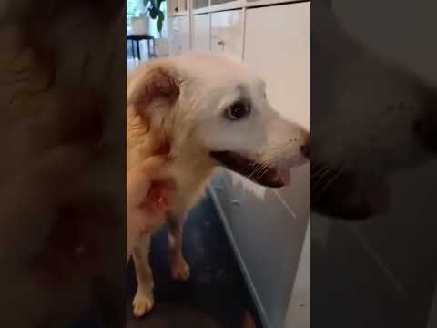 Video di SALVO