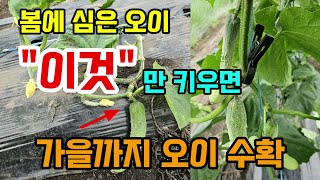 봄에심은오이 병들었다고 뽑지 말고 이렇게 다시 키우면 가을까지 오이 수확해요 #오이키우기