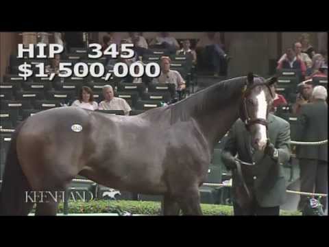 2014 September Yearling Sale - Hip 345 (Unbridled's Song - Tizamazing)