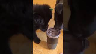 Video preview image #1 Gerberian Shepsky Puppy For Sale in Princeton, MN, USA