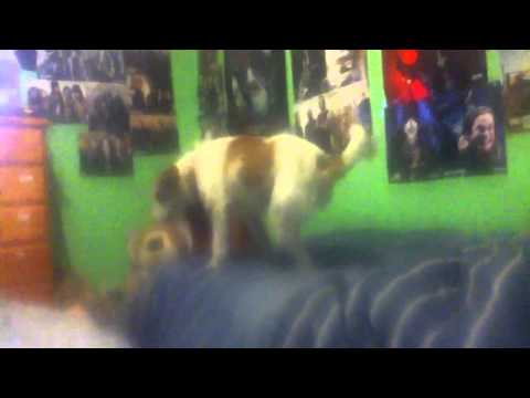 Keera my dog talking