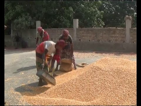 চুয়াডাঙ্গায় ভুট্টা চাষে সফলতা