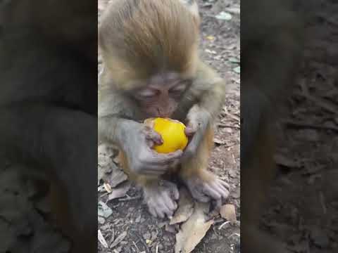 #monkeyeating  #DanceMonkey / #FunnyMonkey /  #FunnyMonkey / #dancemonkey  Ept:189