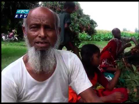 দিনাজপুরের লিচু এখন বাজারে