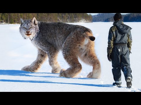 10 Rarest Wild Cats In The World