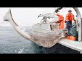 Amazing Fastest Giant Halibut Fishing longline on the sea   Halibut Fillet Processing Skills #02