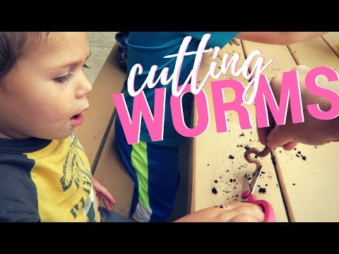Cutting Worms at Remington Nature Center