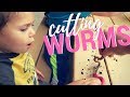 Cutting Worms at Remington Nature Center