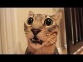 STINKY CAT FART