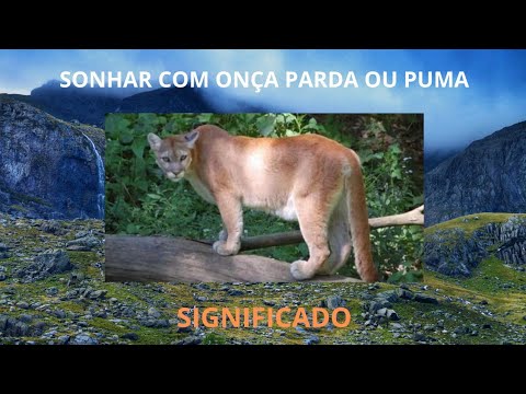 Sonhar com Onça Parda ou Puma - Significado. (Dream about Puma)