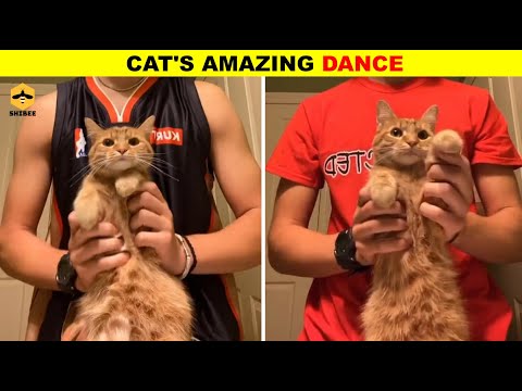 CRAZY CAT DANCE (reupload) | funniest cats of 2020  (funny cats) | shibee