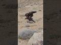 Golden Eagle:The King of Mountain #GoldenEagle #shorts