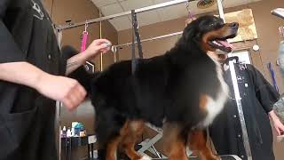 Kevin came back! Bernese Mountain dog grooming