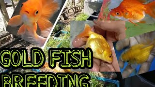Paano mag breed ng Gold Fish|How to breed goldfish|Goldfish breeding| Paano magparami nang Gold Fish