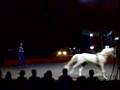 Circus Horse