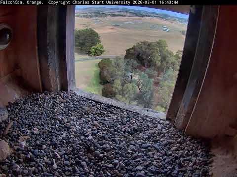 Ledge Camera -FalconCam Project LIVE