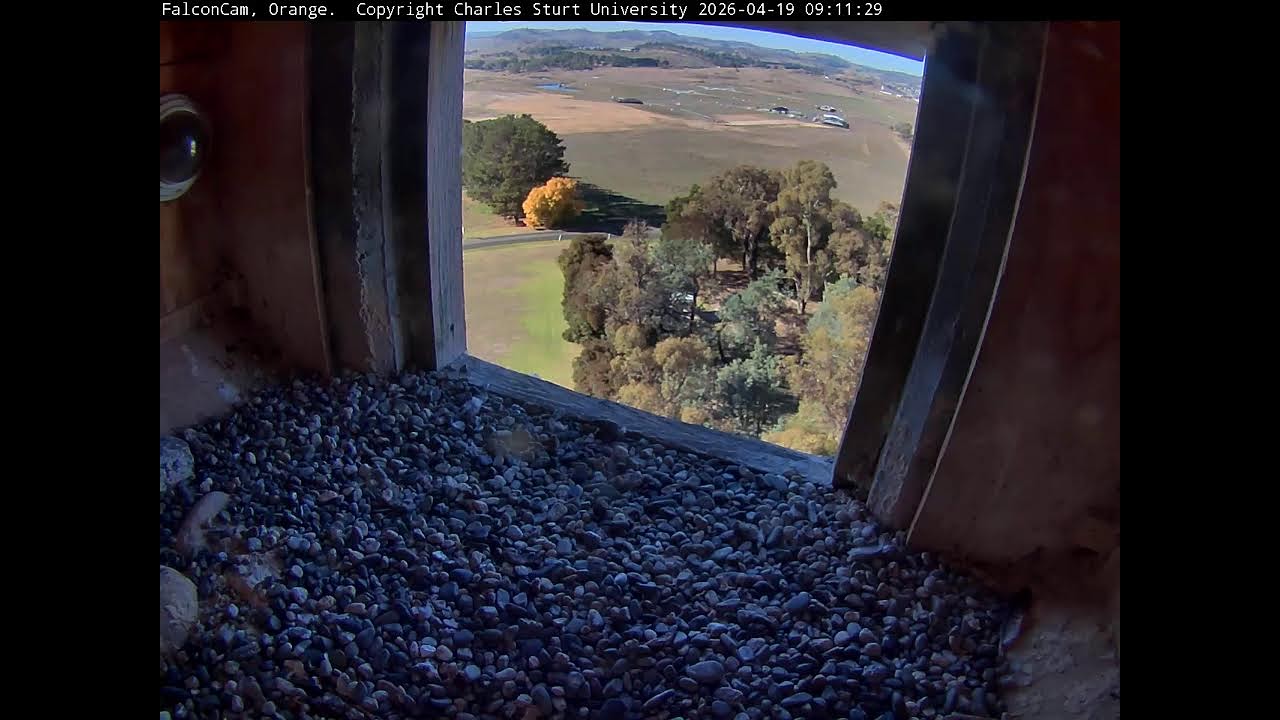 Ledge Camera -FalconCam Project LIVE