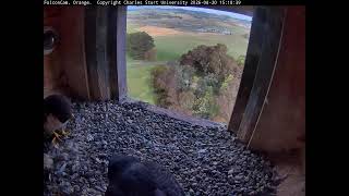 Ledge Camera -FalconCam Project LIVE live webcam
