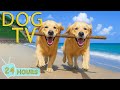 DOG TV Best Videos Entertain Dogs Relax When Home Alone Collection Anti Anxiety Music For Dogs